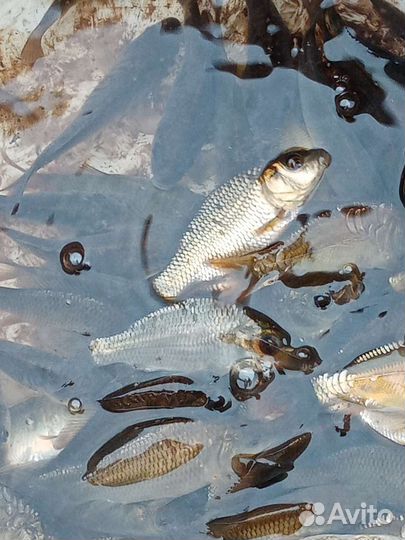 Малек карпа