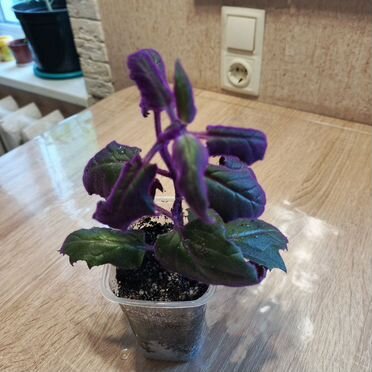 Комнатные цветы гинура