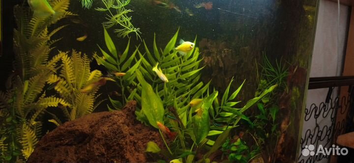 Готовый аквариум