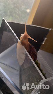 Улитки ахатины имакулята