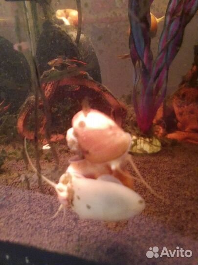 Улитки ампулярии