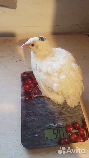 Инкубационное яйцо техасского мясного перепела