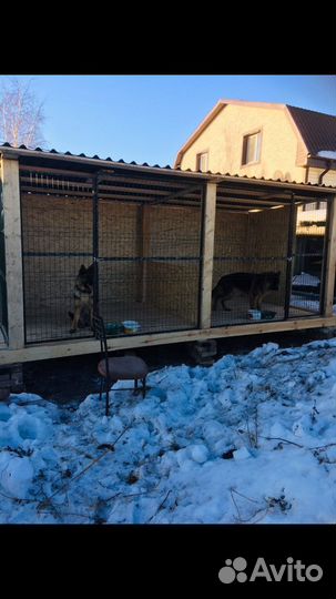 Щенки немецкой овчарки