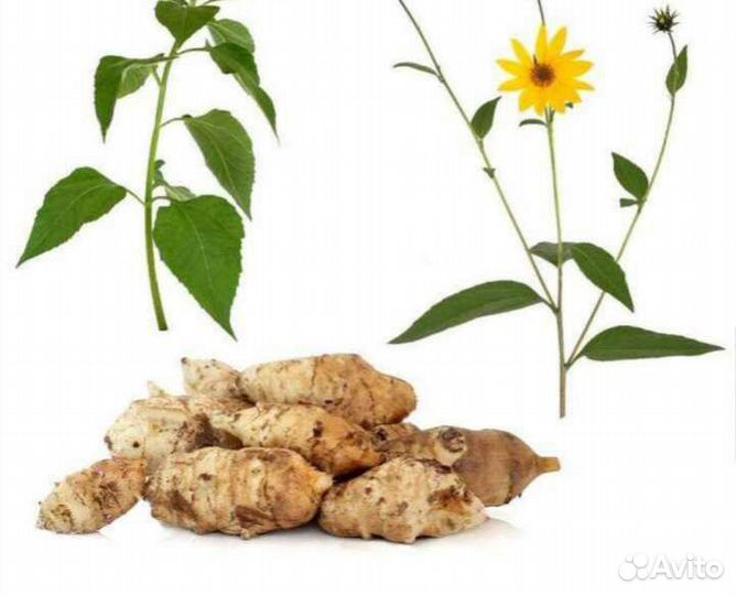 Клубни топинамбура рассада цветов