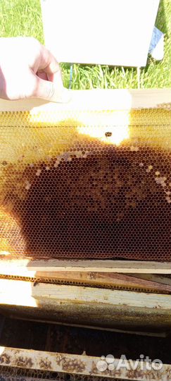 Рамки с сушью