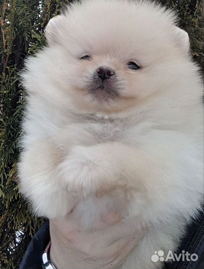 Щеночки щпица