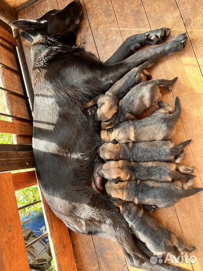 Щенята немцы