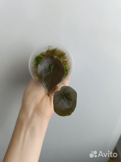 Алоказия сильвер дракон,медная,полли