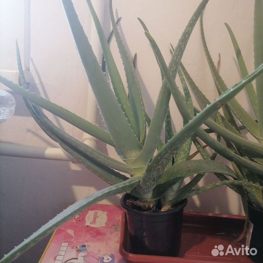 Алоэ вера лечебный