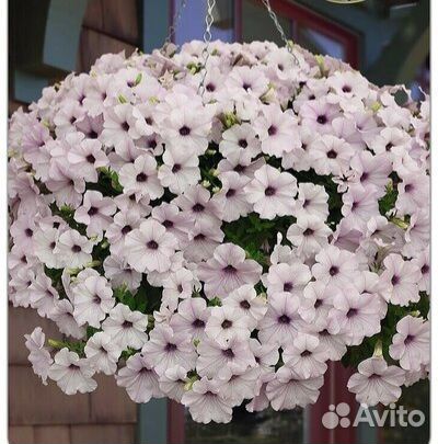 Петуния ампельная