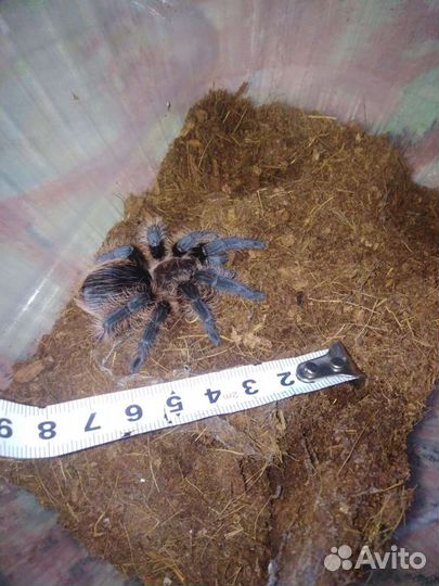 Птицееды, муравьи