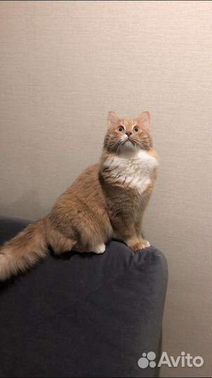 Кот в дар бесплатно