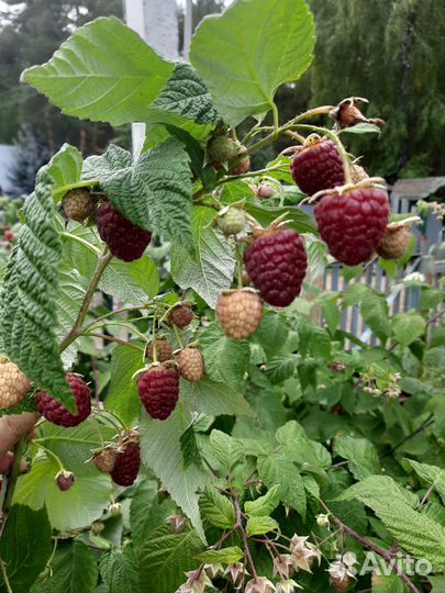 Ремонтантная малина