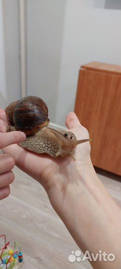 Улитки ахатины бесплатно