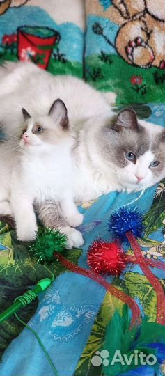 Котики рэгдолл