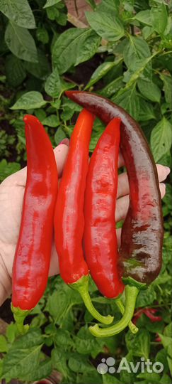 Семена сладкого перца коллекционные