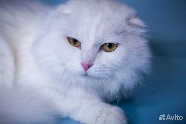 Вислоухий кот белый