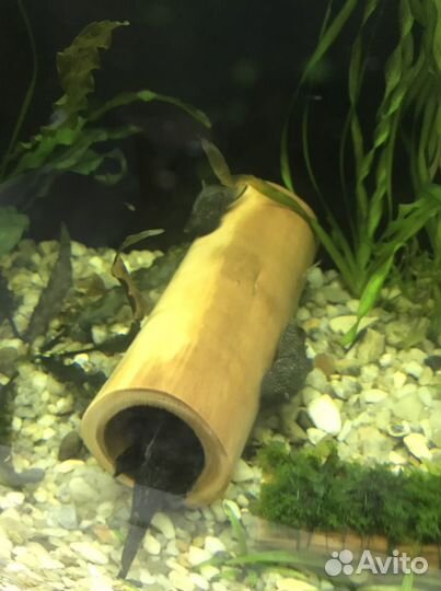 Грот для рыб коряга