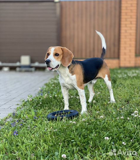 Бигль вязка Чемпион России по скор