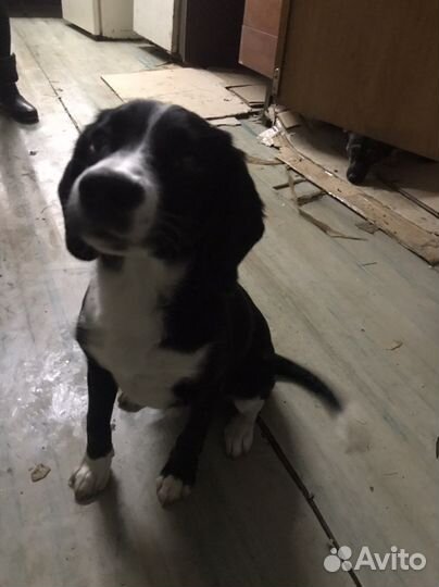 Щенок мальчик в добрые руки