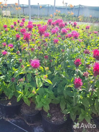 Цветы монарда