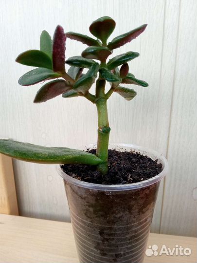 Толстянка яйцевидная (денежное дерево) с корнями