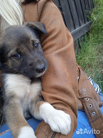 Щенки в добрые руки даром