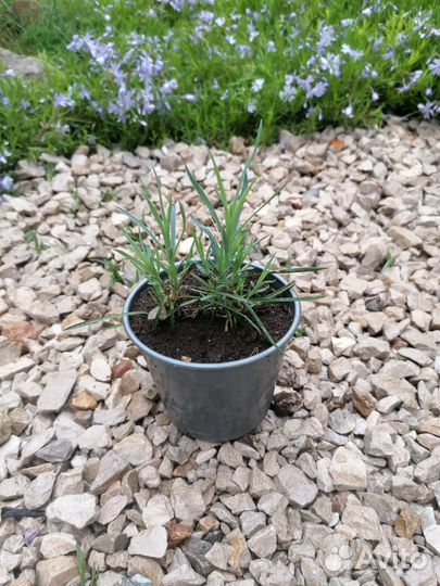 Цветы многолетники