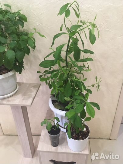 Синадениум Гранта