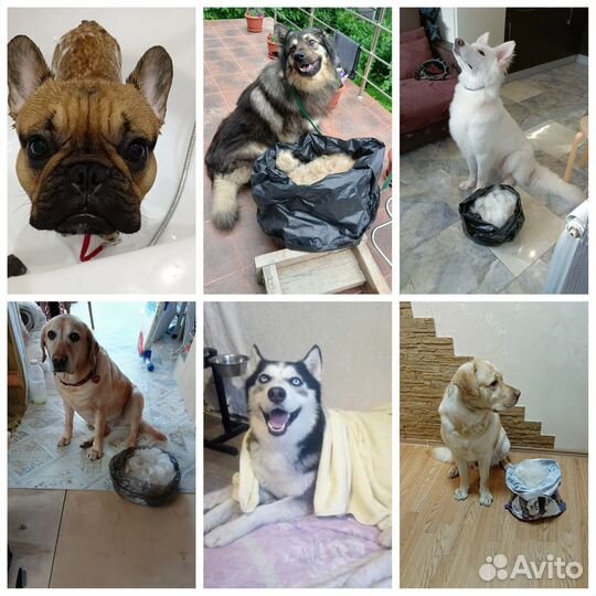 Стрижка собак (груминг)