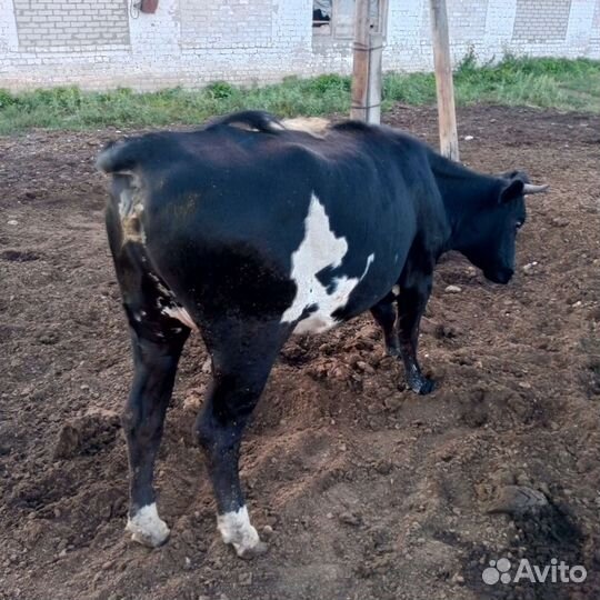 Телки стельные