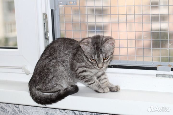 Полосатые котята