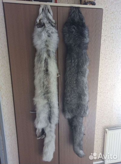 Шкура песца