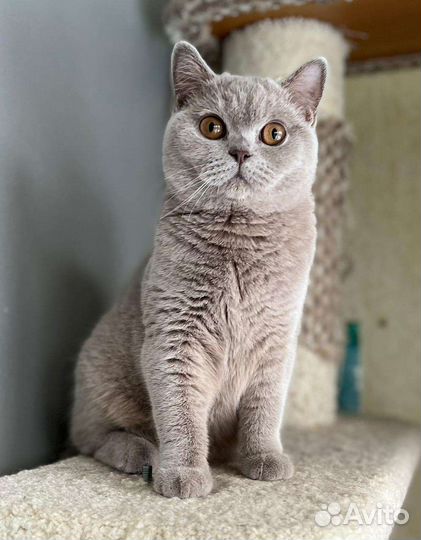 Британские котята