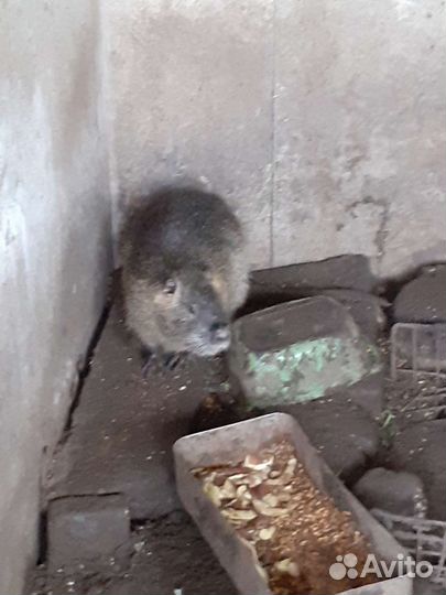 Нутрии 10 штук продать