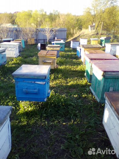 Продам пчелосемьи