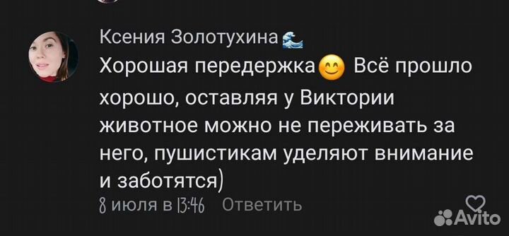 Домашняя передержка для кошек