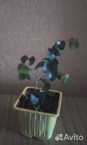 Фикус Барок