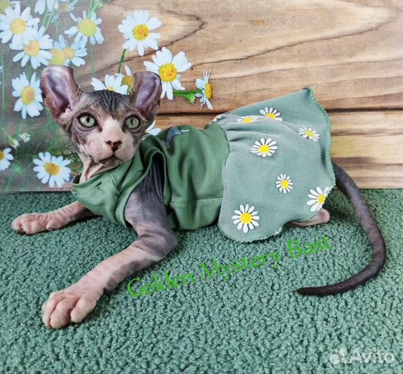 Сфинкс Эльф