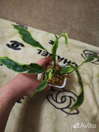 Спатифиллум дели индонезия