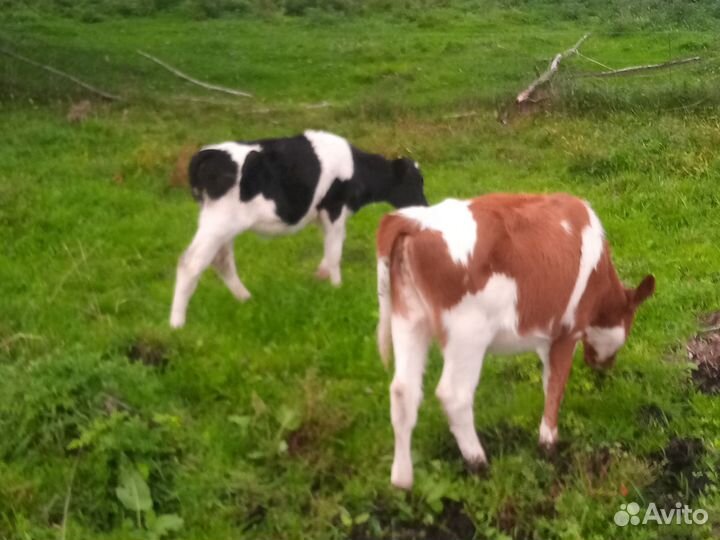Бычок и телочки