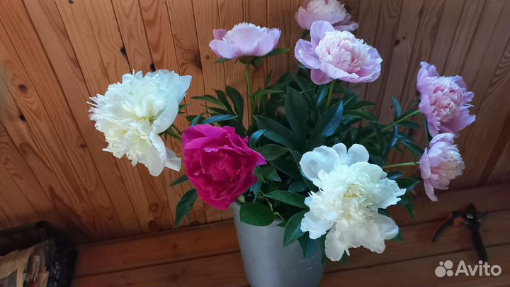 Срезка пионов для букета