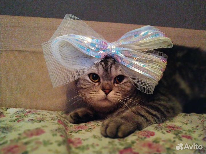 Шотландская вислоухая кошка в добрые руки