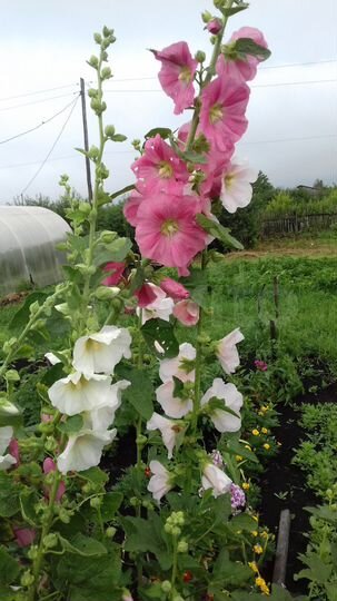 Участок 20 сот. (ИЖС)