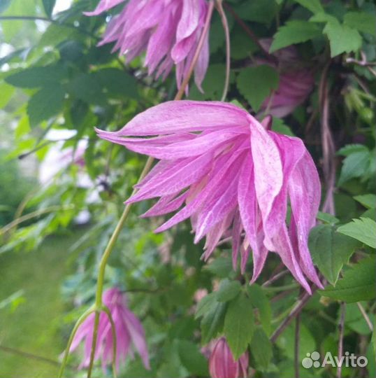 Саженцы княжиков зкс 18 редких сортов