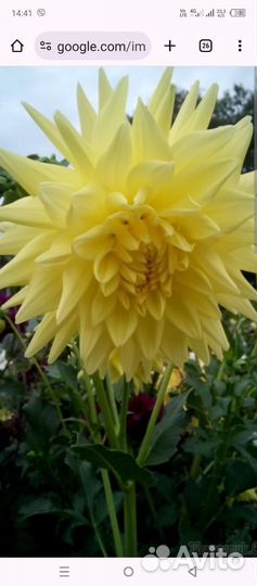 Георгины клубни