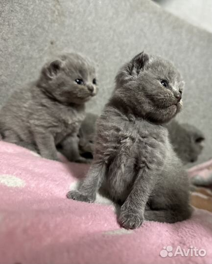 Шотландская