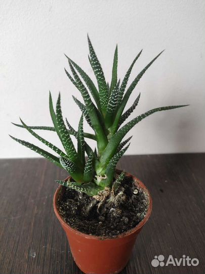 Цветы для дома