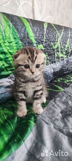 Шотландская вислоухая
