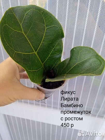 Сортовые фикусы. часть 3